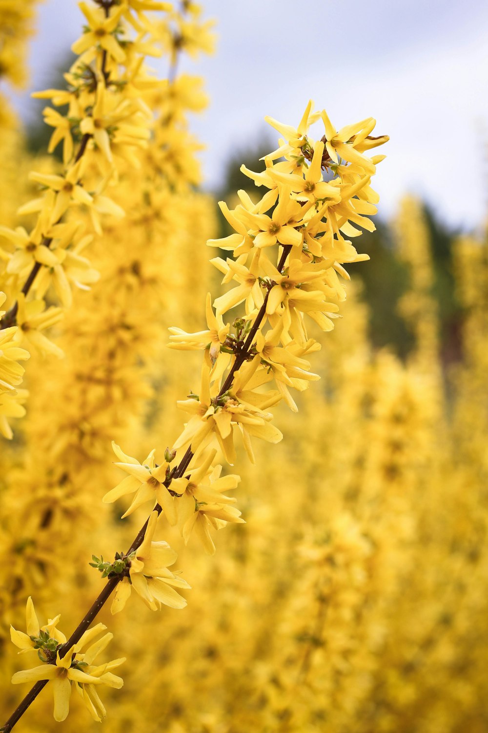 Photographie sélective de la fleur aux pétales jaunes