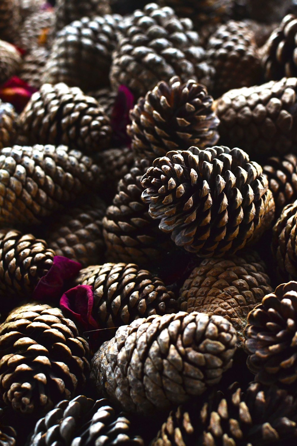 pine cones