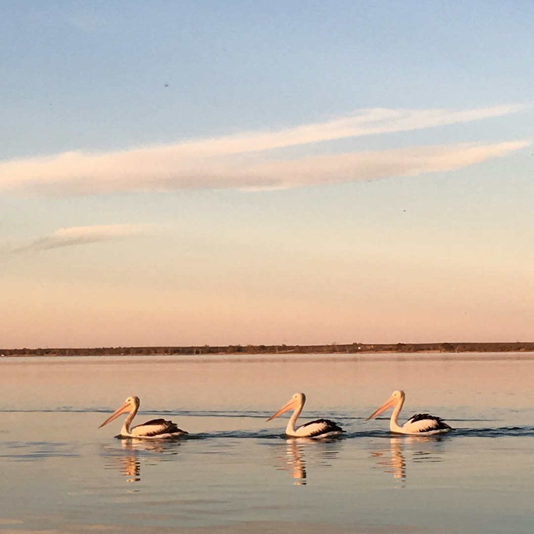 three white swan photograph
