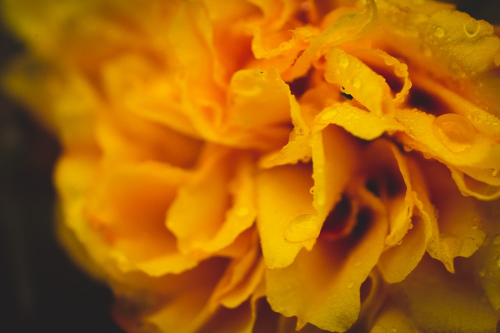 yellow petaled flowers in close-up photo