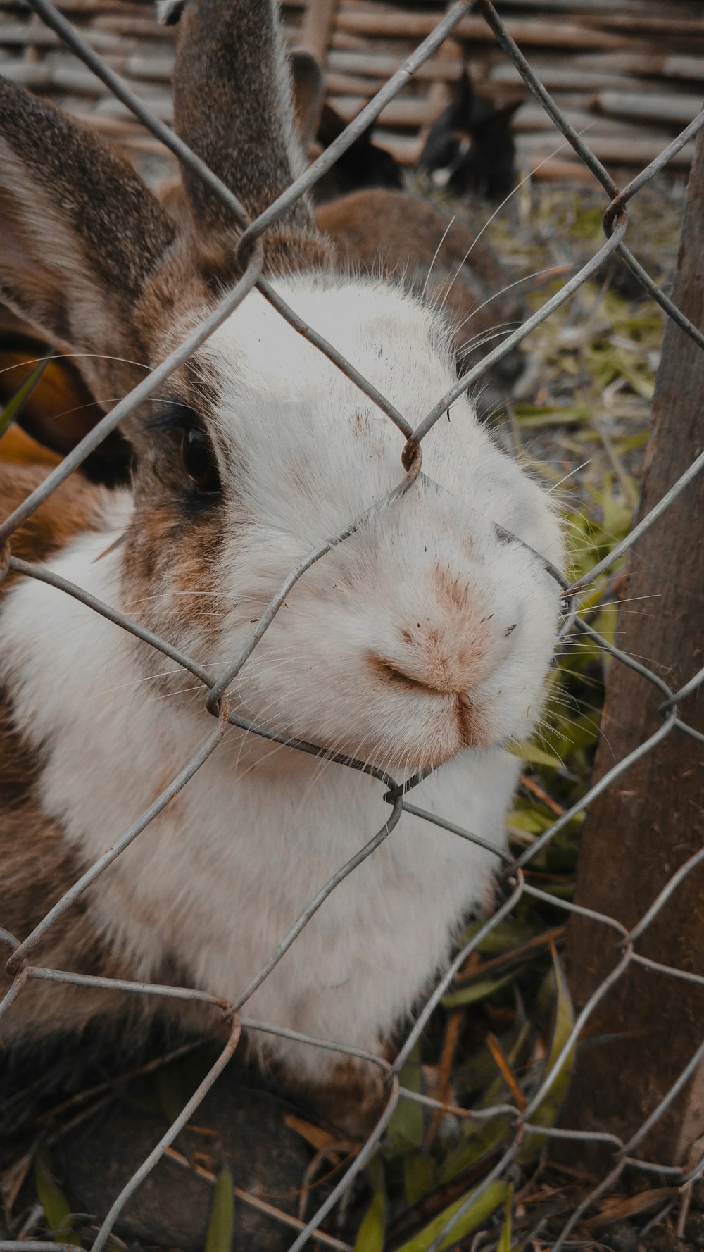 white and brown rabbit inside a cage