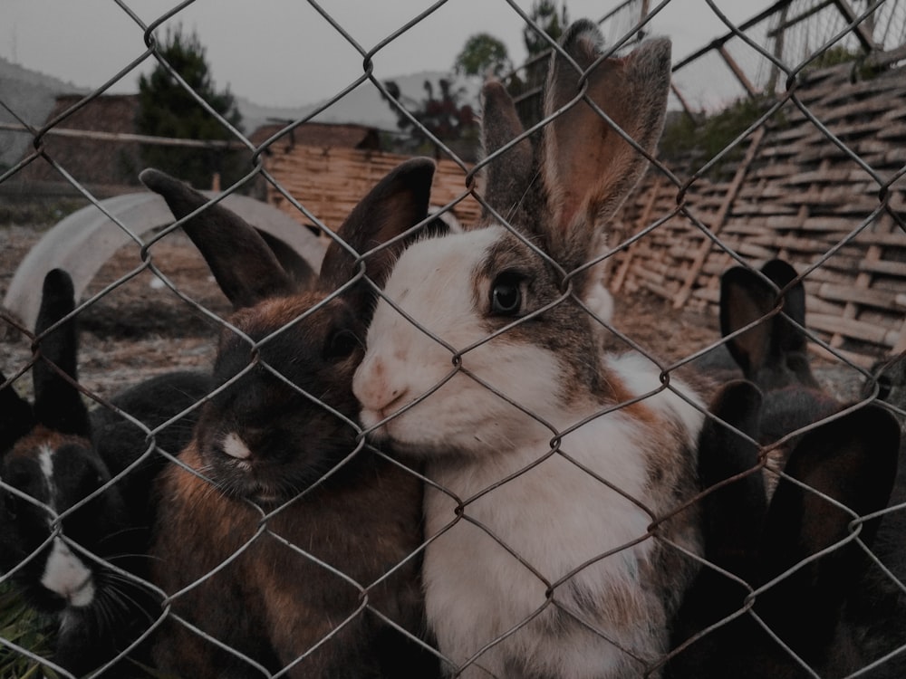lapins bruns et blancs près d’une clôture à mailles losangées en acier inoxydable gris