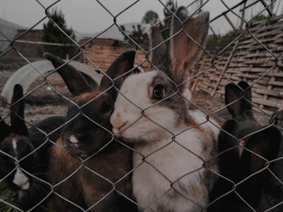 Wie vergesellschaftet man unkastrierte weibliche und männliche Kaninchen, vor oder nach der Kastration?
