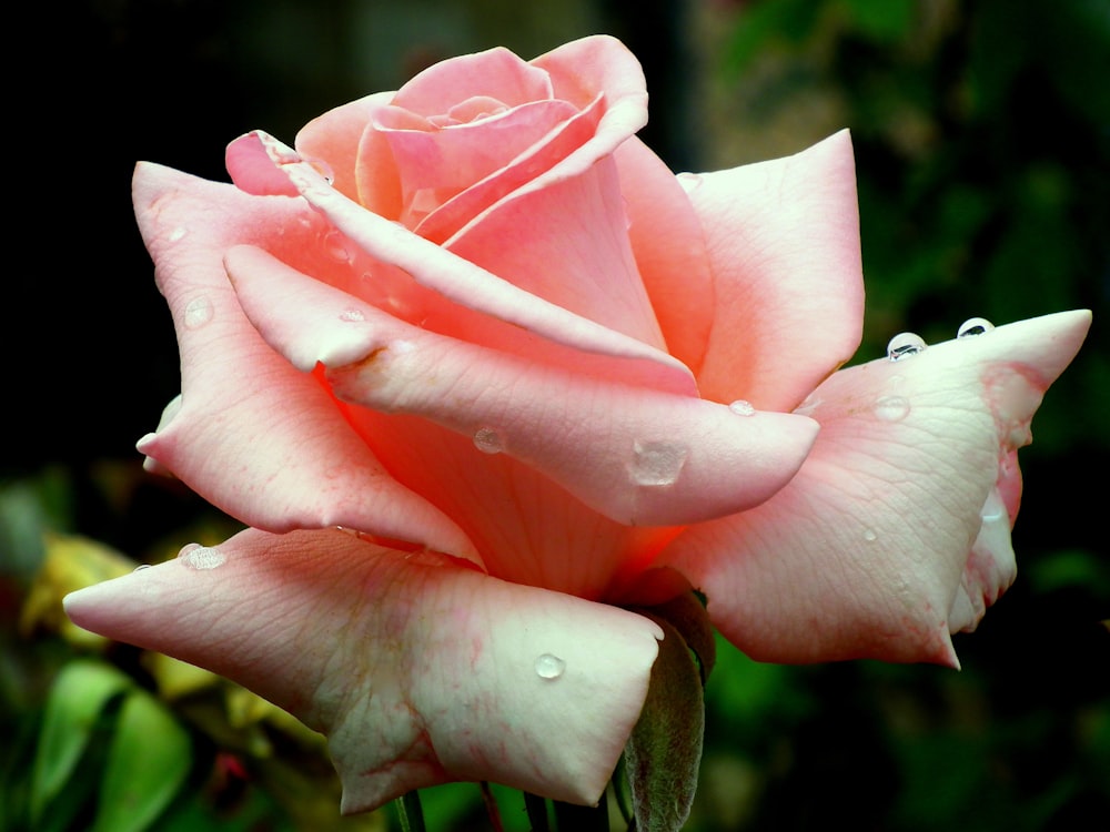 close-up photo of pink rose with water droplets