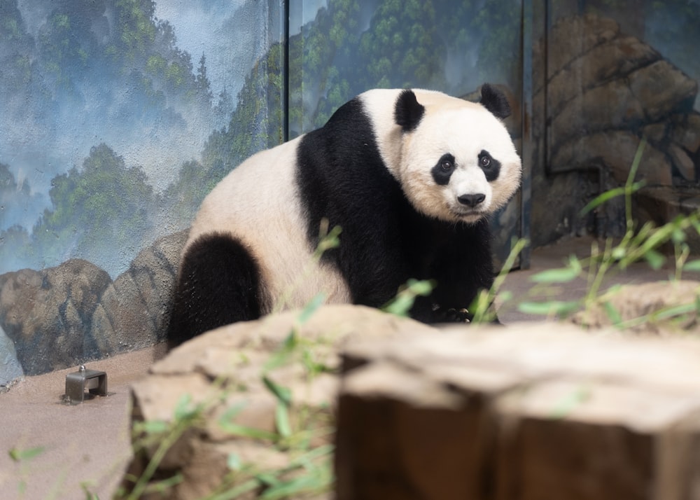 white and black panda inside cage