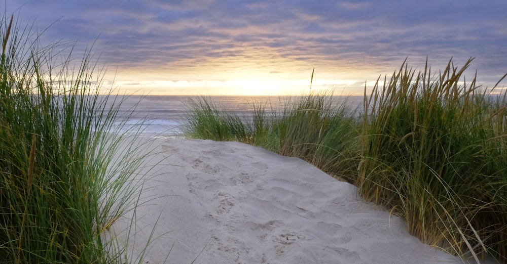 green seashore grass during sunrise