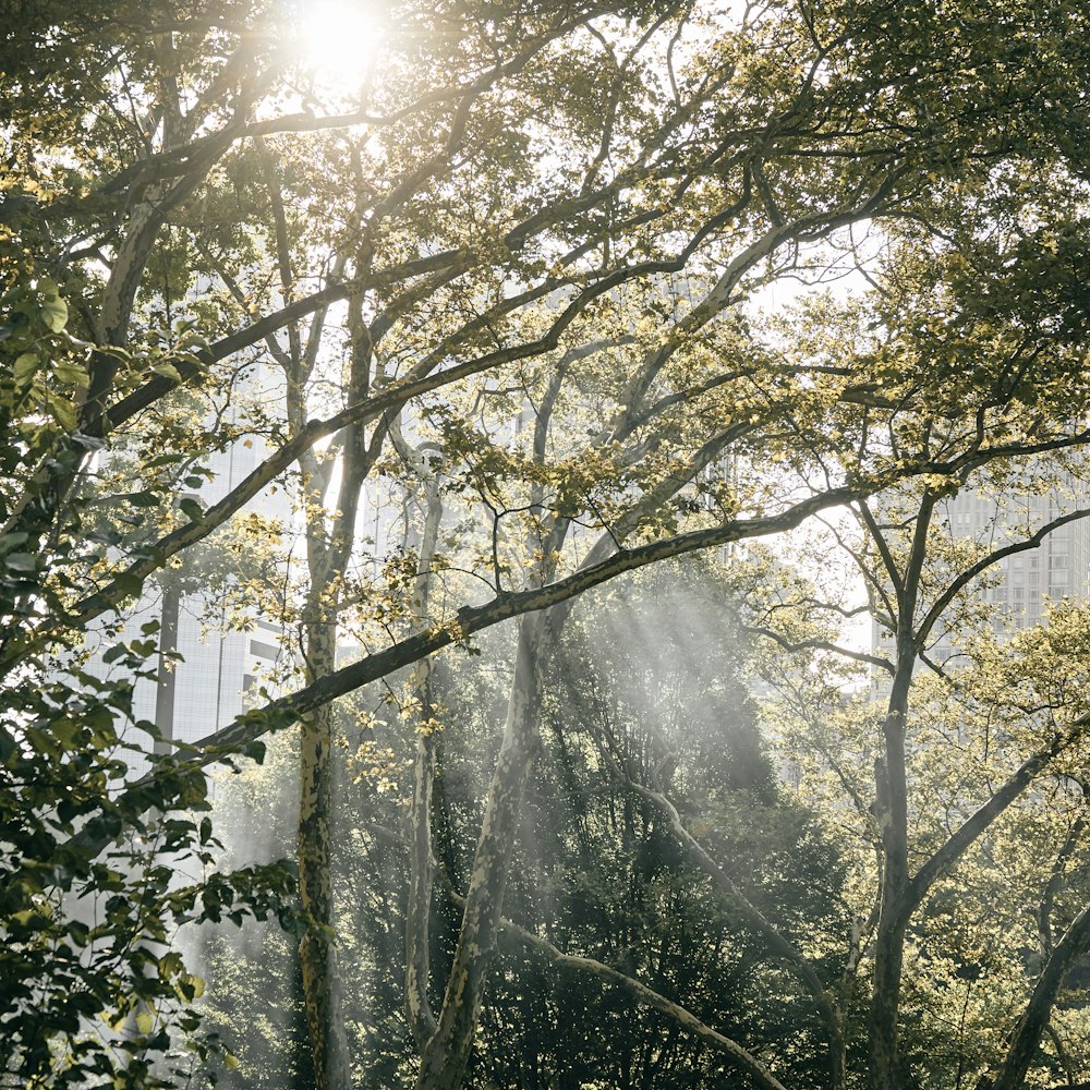 green tall trees during daytime