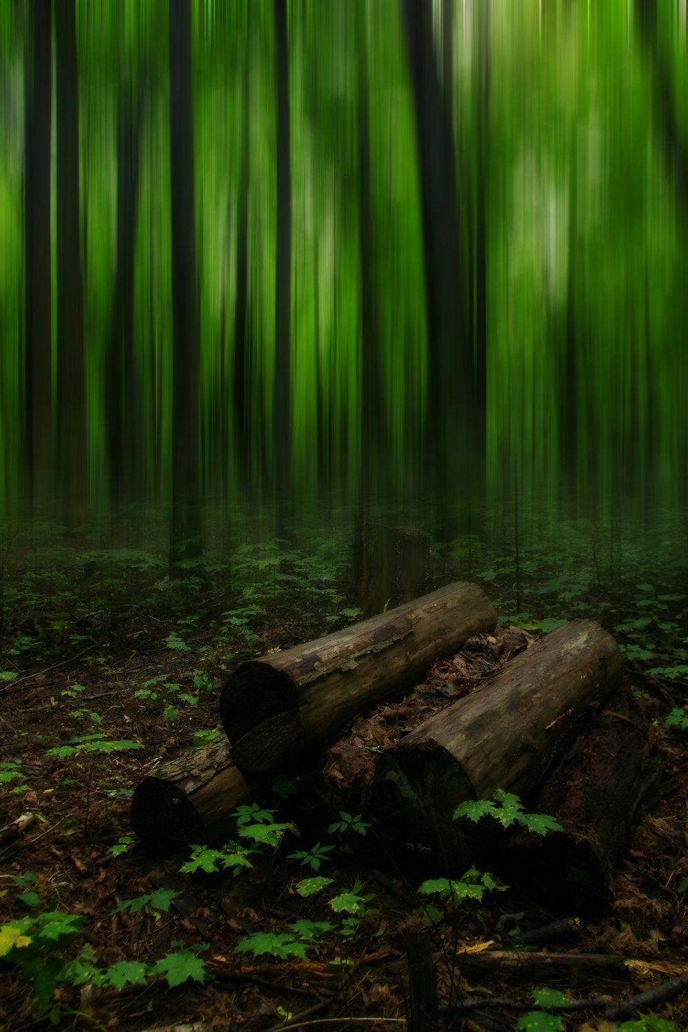 brown logs near forest trees