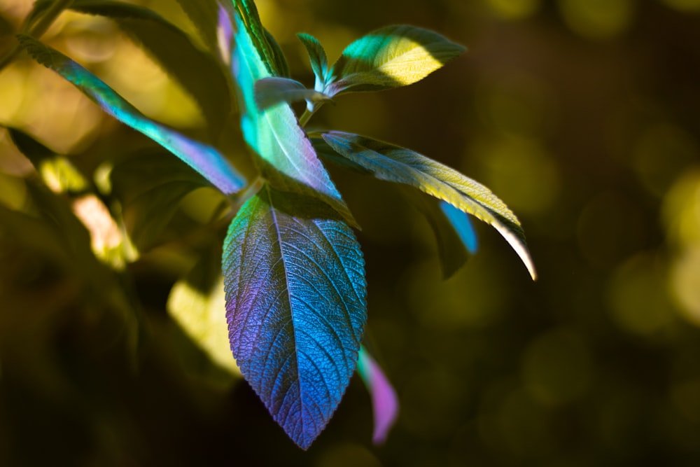 plantes à feuilles vertes