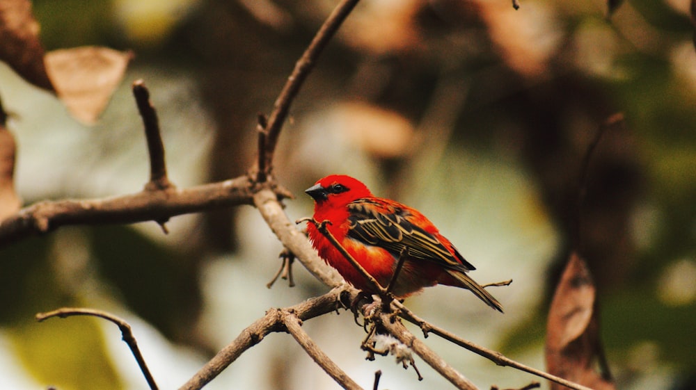 orange and black bird