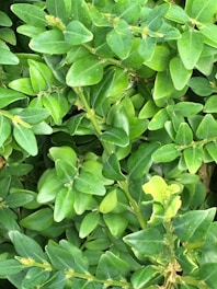 Lush green leaves densely packed together, showing a variety of shades and textures. The foliage is vibrant, suggesting a healthy plant thriving in natural light.