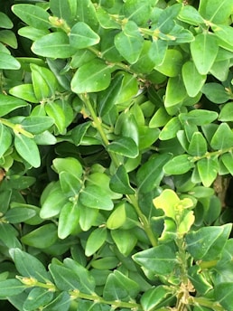 Lush green leaves densely packed together, showing a variety of shades and textures. The foliage is vibrant, suggesting a healthy plant thriving in natural light.