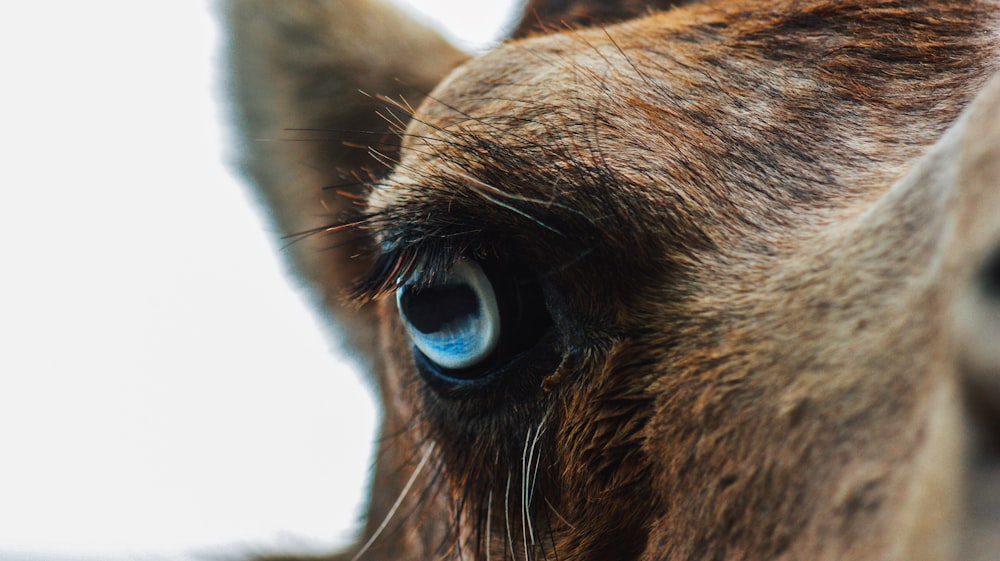 brown animal in close-up photo
