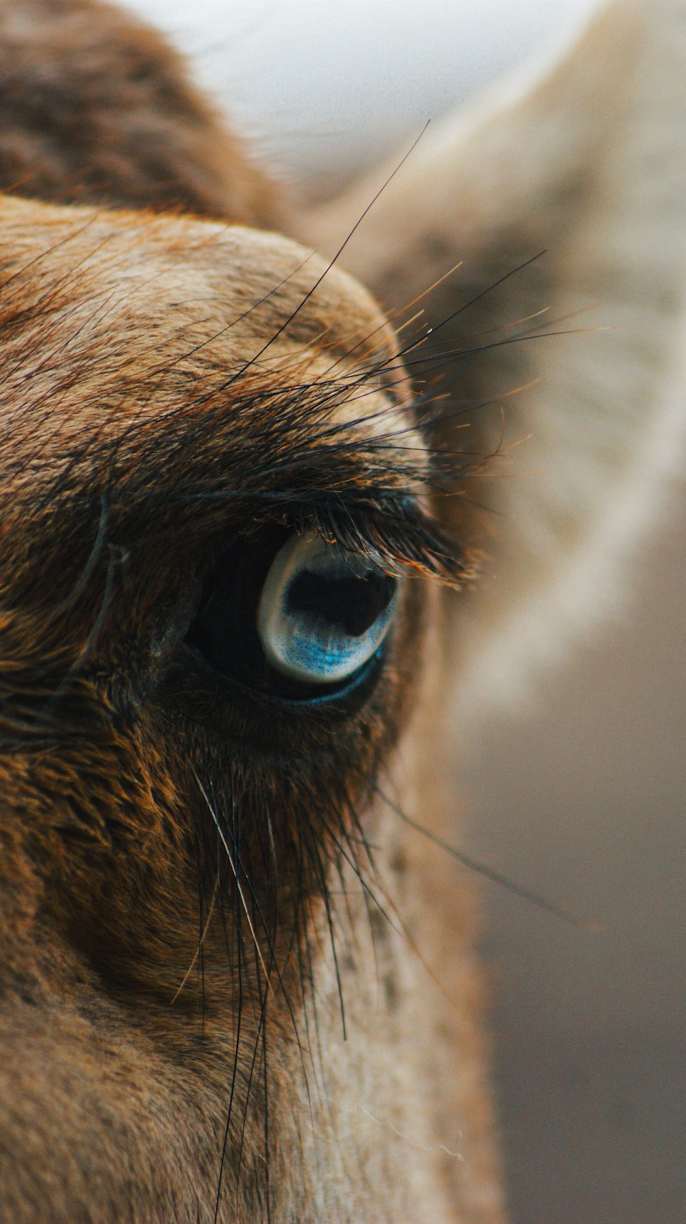 close up photography of brown animal