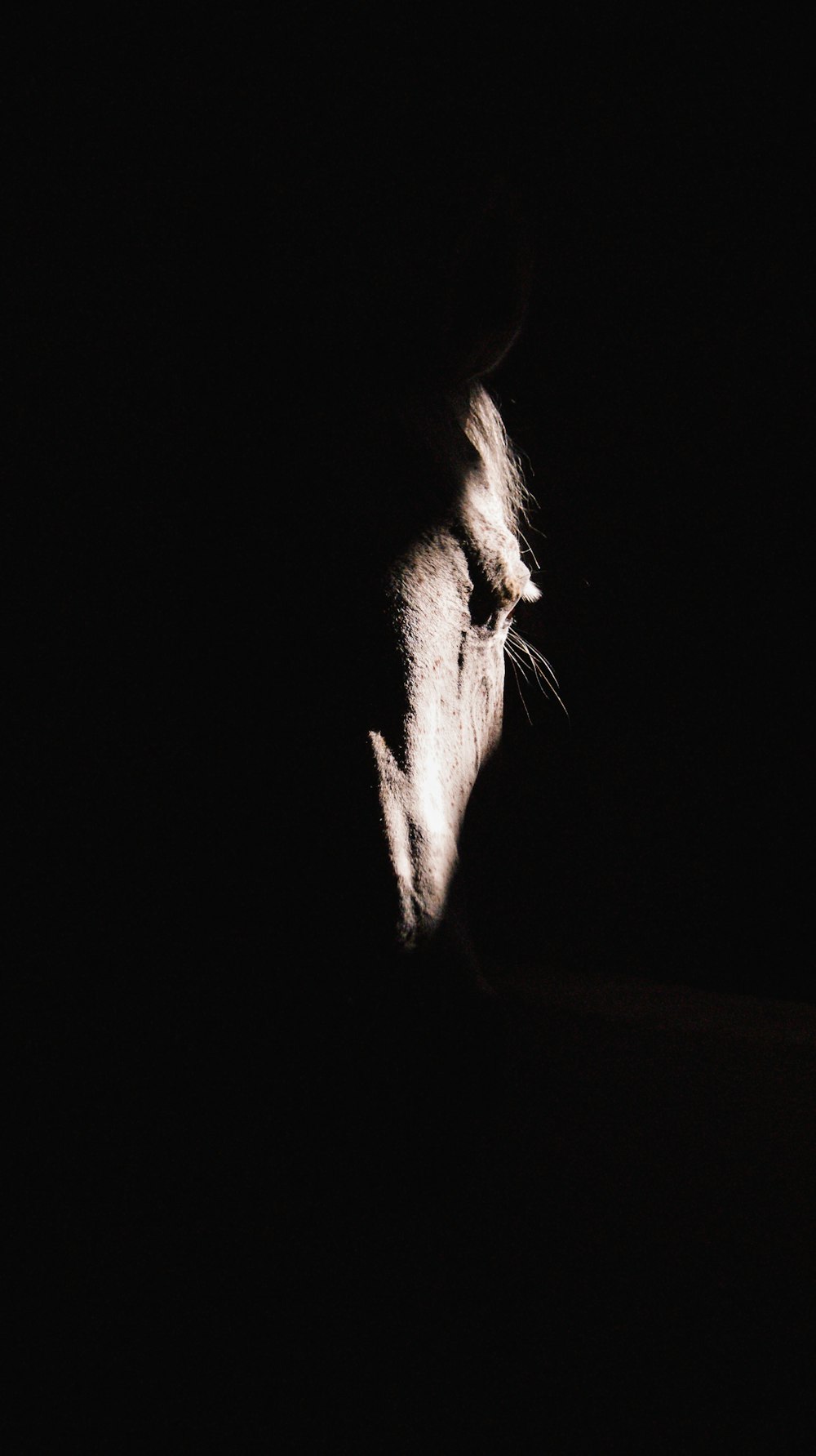 a cat in the dark looking at something