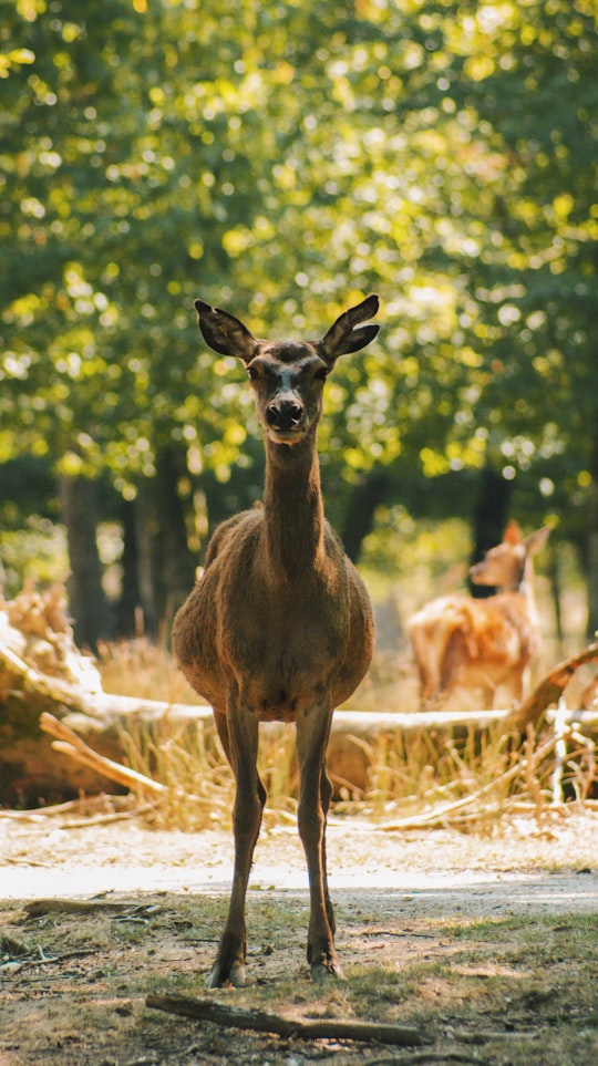 brown deer near trees in Parc Animalier de Sainte-Croix France