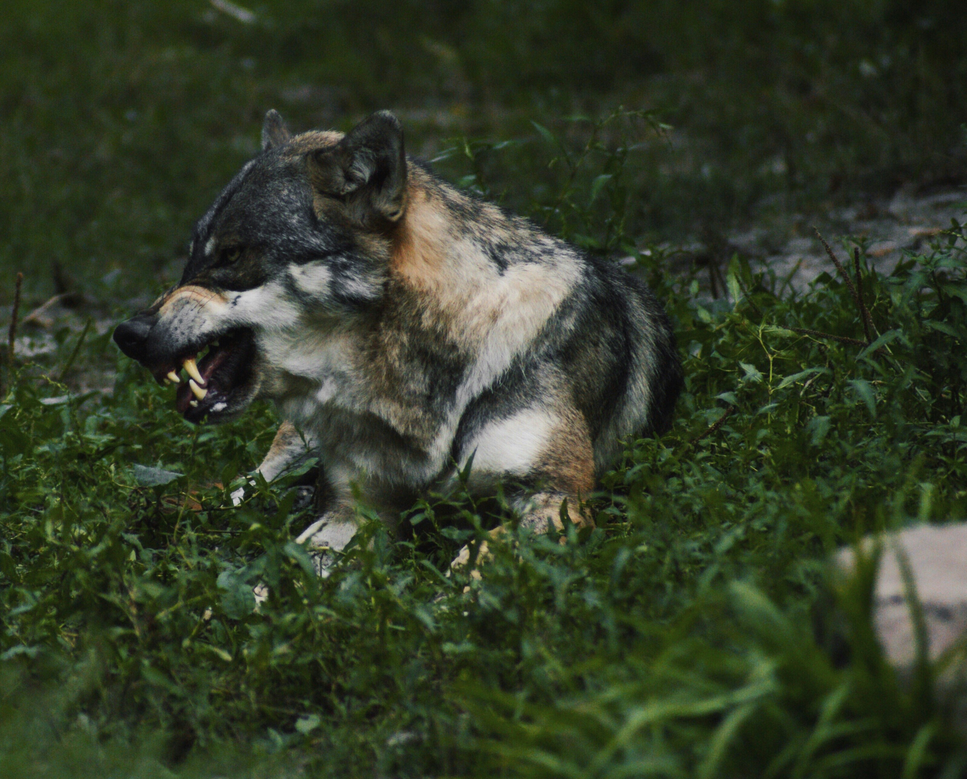 Définition de dentsdeloup  Dictionnaire français