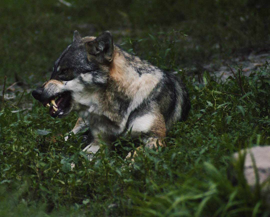 travelers stories about Wildlife in Parc Animalier de Sainte-Croix, France