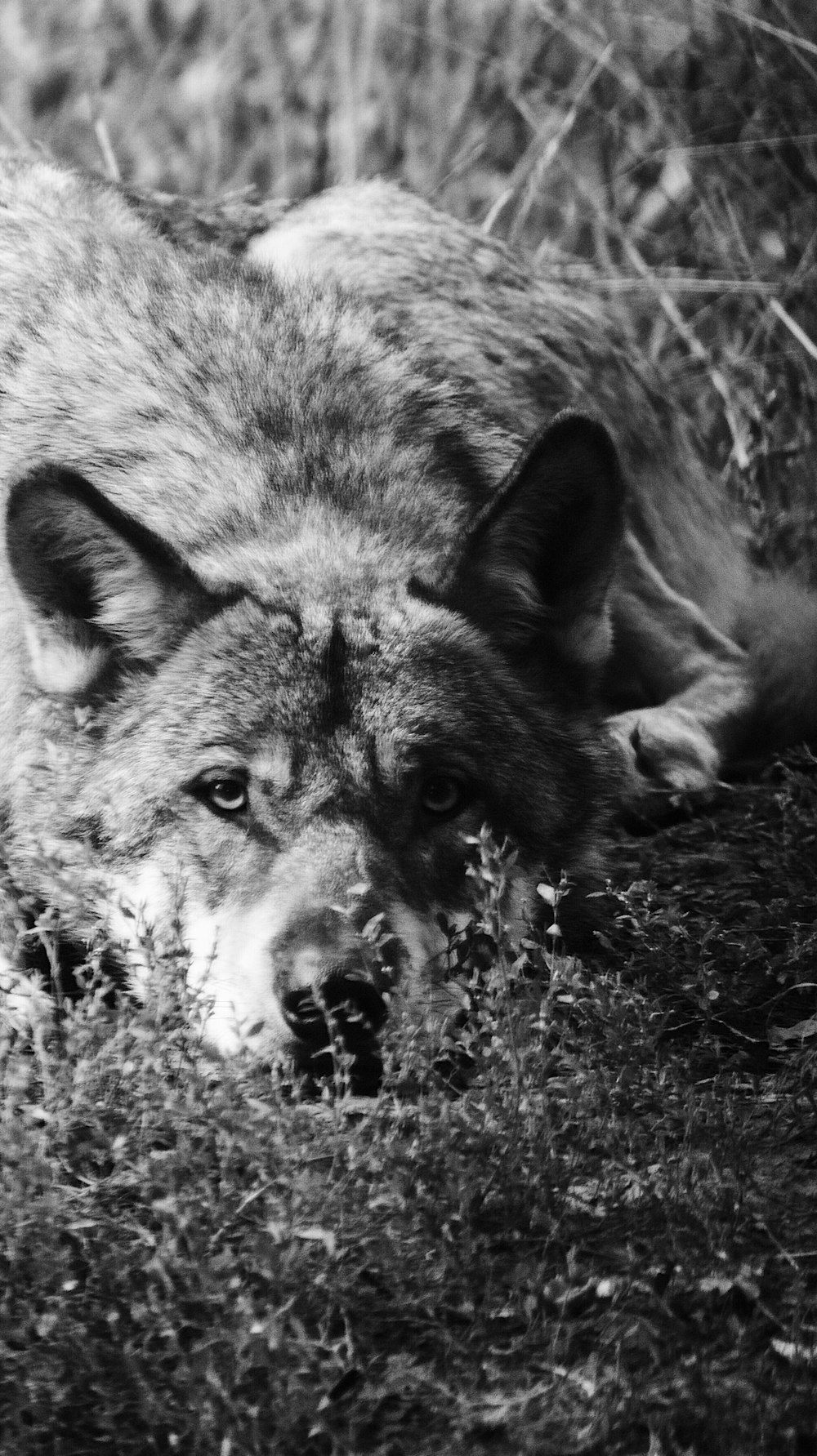 grayscale photography of a dog lying down in grass