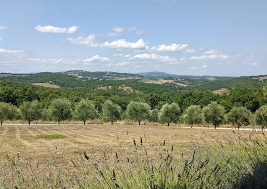 aerial photography of green field viewing mountain under white and blue sky during daytime in Tuscany Italy