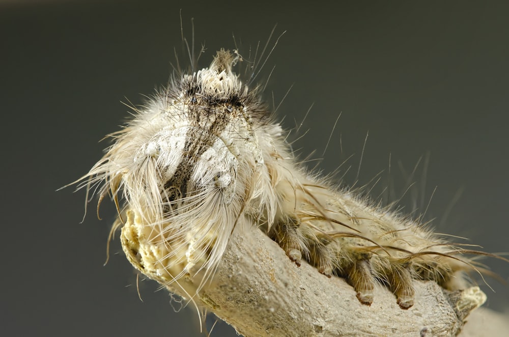 brown caterpillar on rod