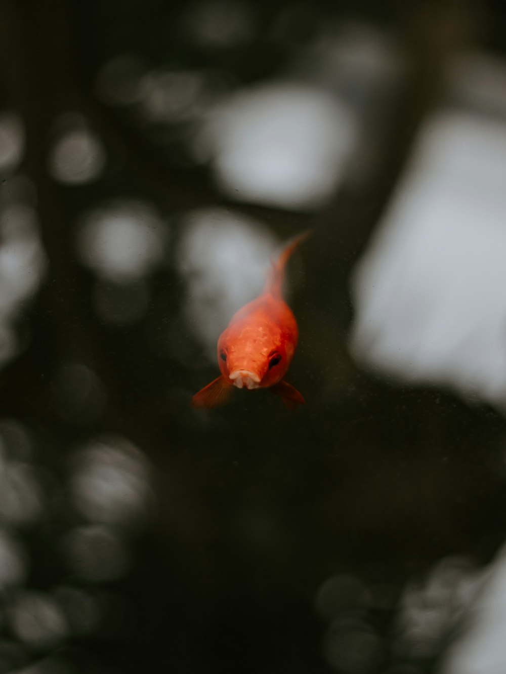 Un pesce rosso nuota in uno stagno