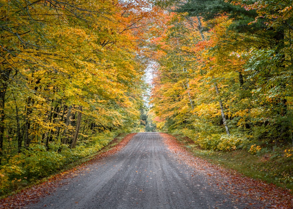 Sentiero grigio tra gli alberi durante il giorno