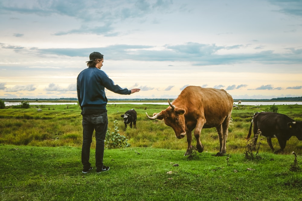man standing front of brown cattle on grass field