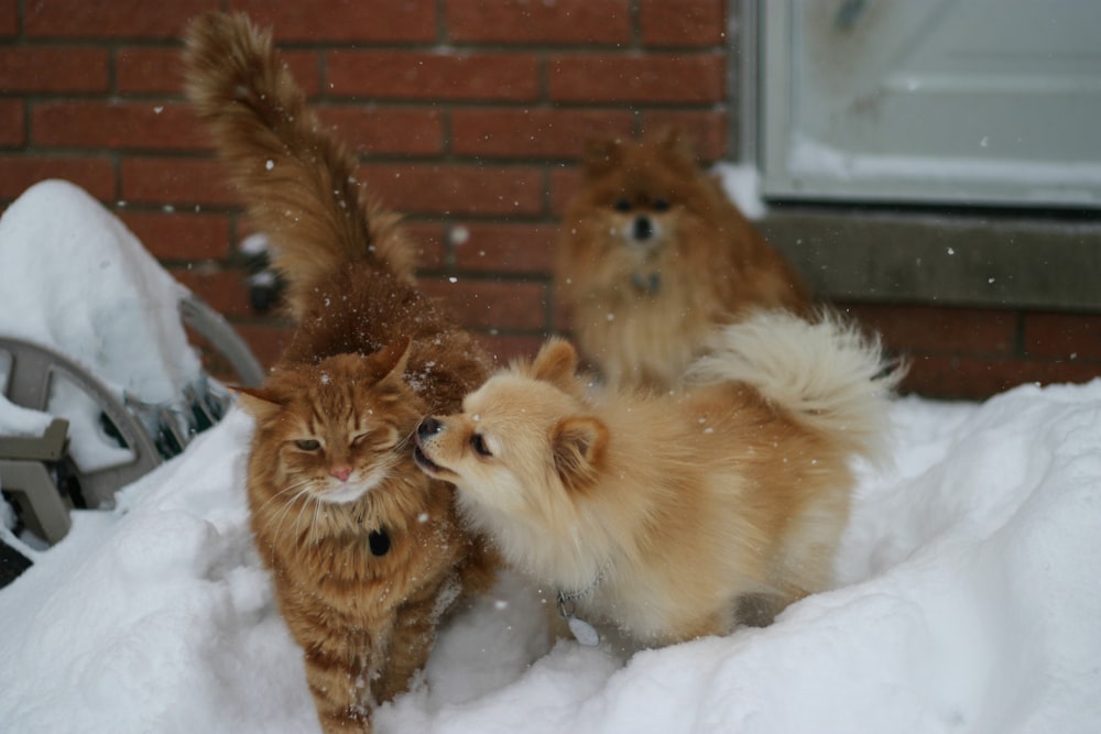 昼間の犬のそばの茶色の猫