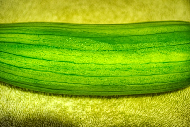 Close-up of vibrant green gherkins freshly picked from the vine.