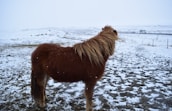 A brown, shaggy-haired pony stands on a snowy landscape with gently falling snowflakes. The background features a vast, open field with a hint of a road and what appears to be a vehicle in the distance. The sky is overcast, contributing to the wintry setting.