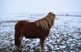 A brown, shaggy-haired pony stands on a snowy landscape with gently falling snowflakes. The background features a vast, open field with a hint of a road and what appears to be a vehicle in the distance. The sky is overcast, contributing to the wintry setting.