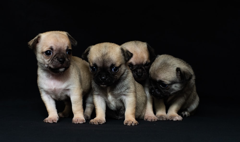 four pawn pug puppies