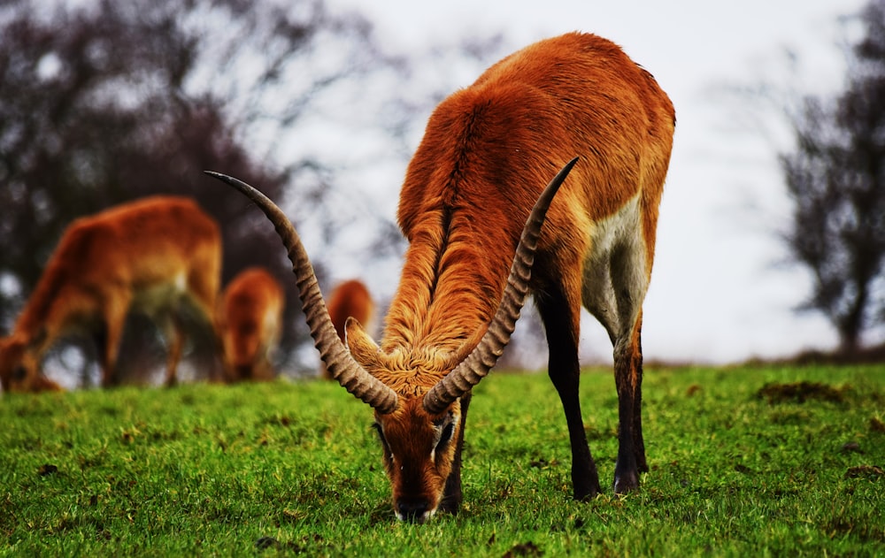 antelope eating grass during day