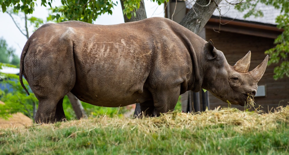 gray hippo on grass beside trees