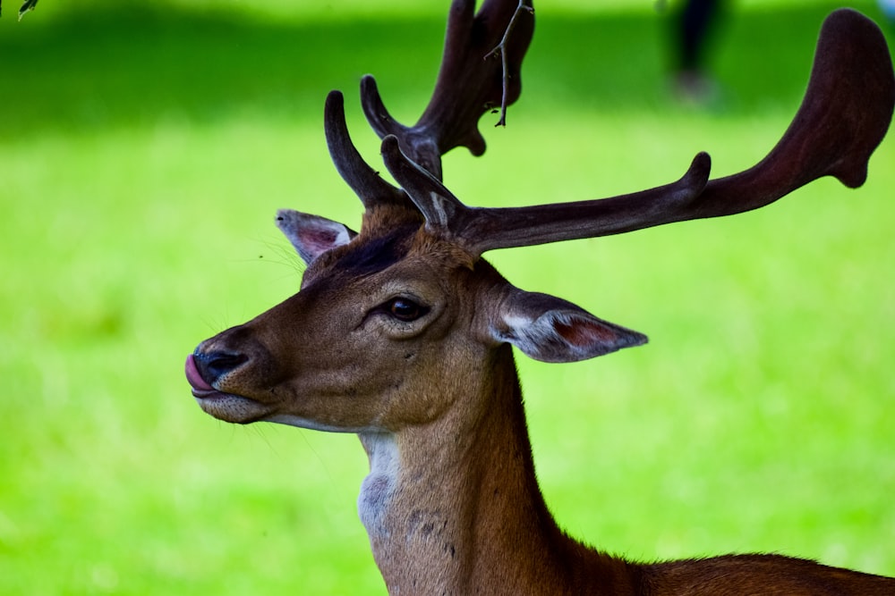 deer during day