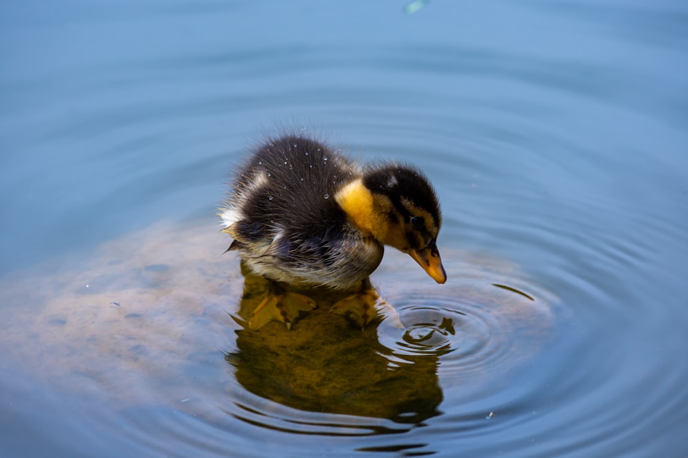 black and yellow duck and duck