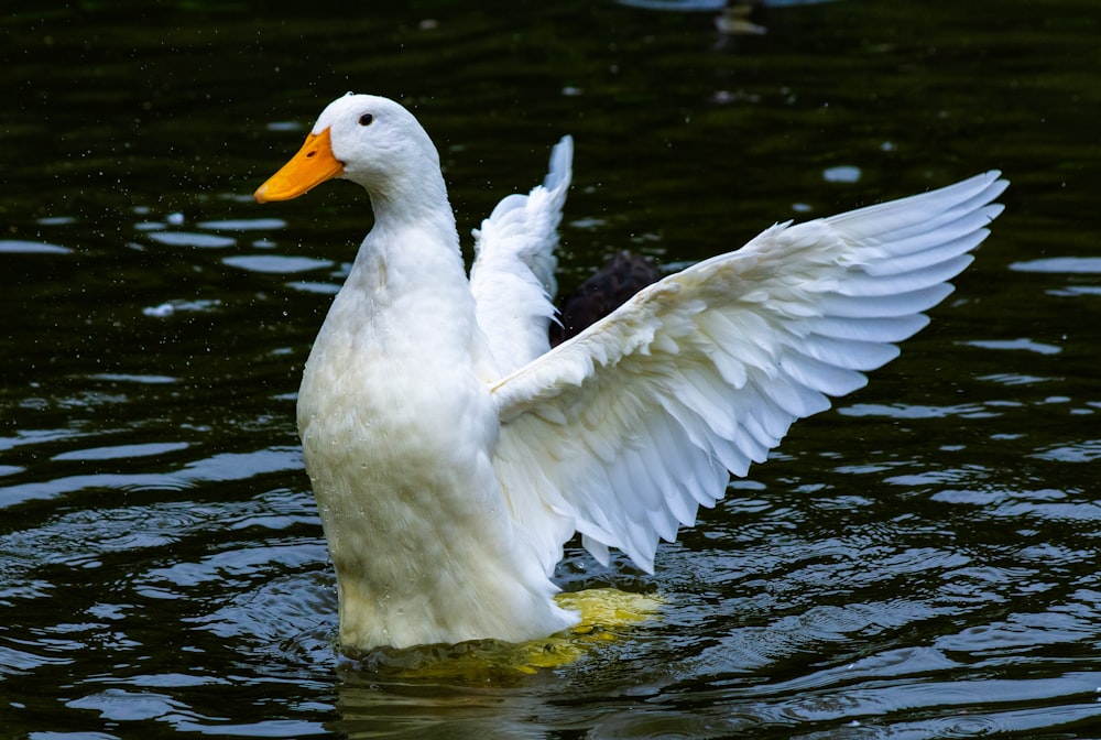 a white duck with its wings spread out in the water