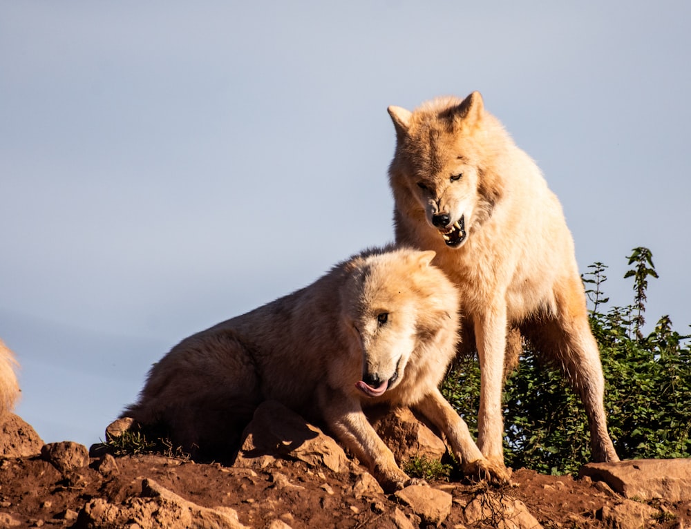 brown wolf