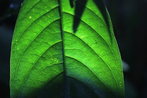 Close-up of a medicinal leech on a green leaf in natural light