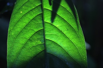 Close-up of a medicinal leech on a green leaf in natural light