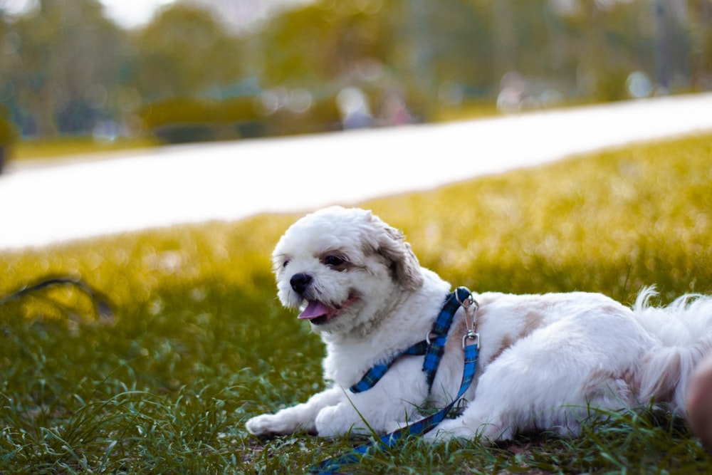 white and tan Shih Tzu puppy