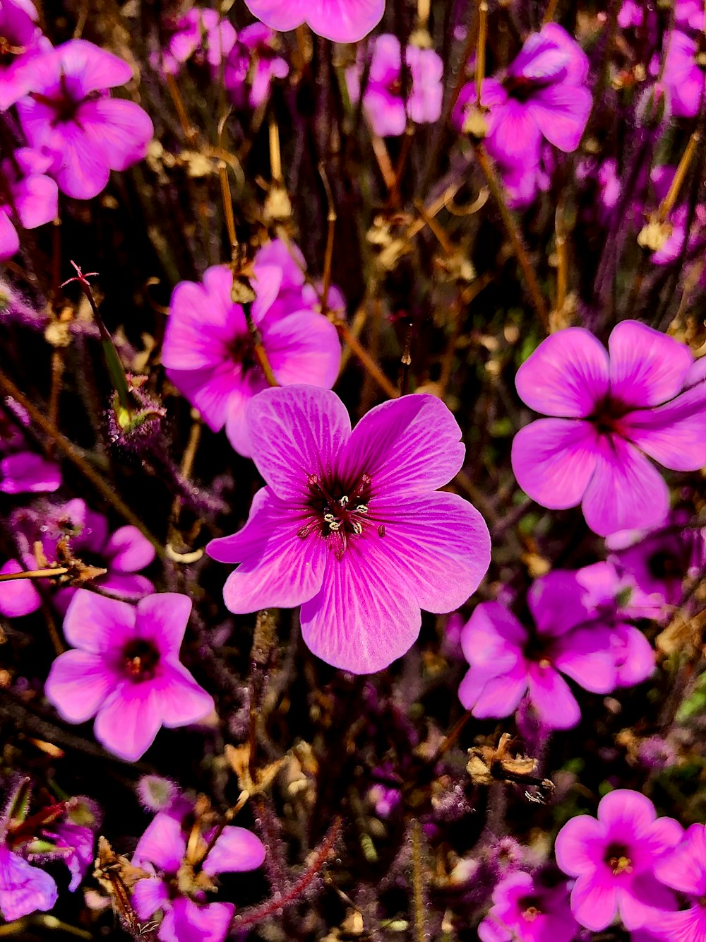 purple and white petaled flowers