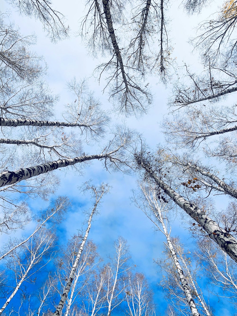 blue and white tree painting