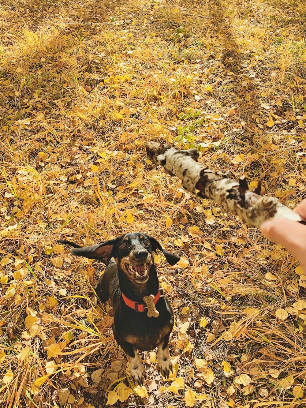 black and tan Doberman Pinscher