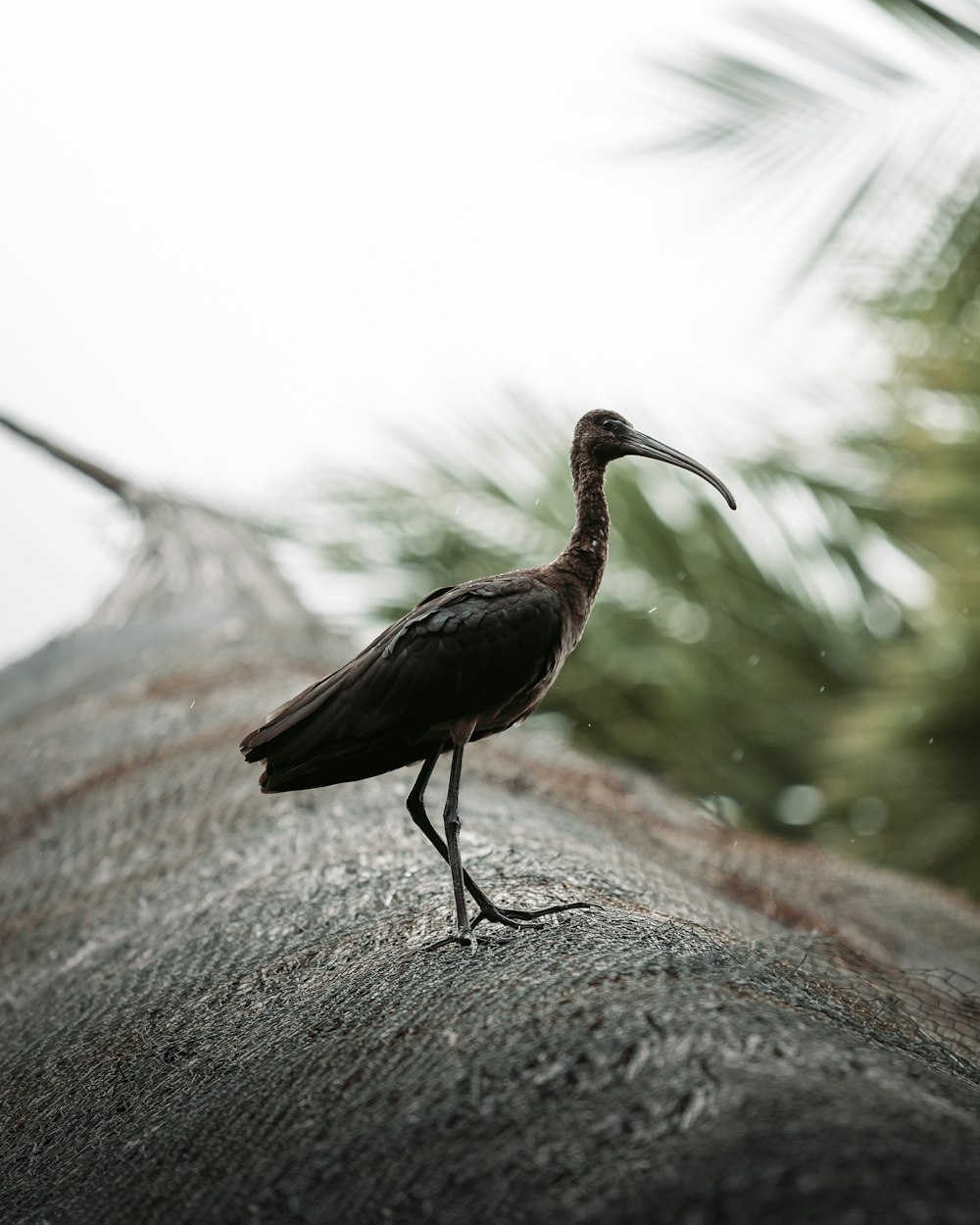 brown and black long-beaked bird