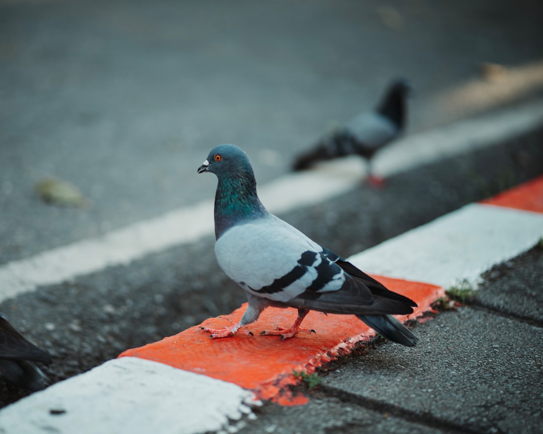  black and white bird and black bird pigeon