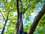 View from above showing arborist descending a tree trunk.