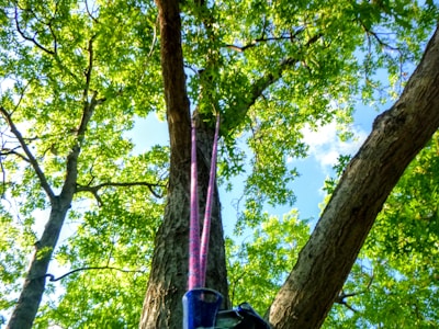View from above showing arborist descending a tree trunk.