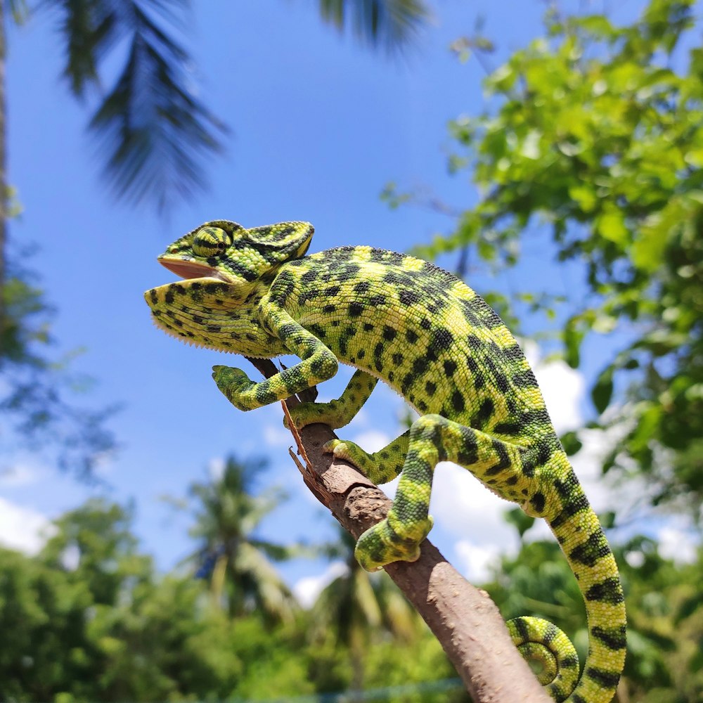 green and brown snake with green and white camouflage